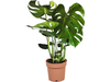Monstera 