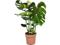 Monstera 