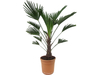 Trachycarpus Wagnerianus