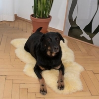 Langharig schapenvacht "Lanado"