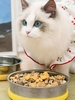 Anti-slip Pet Bowl