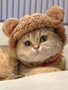 Bear Ear Pet Teddy Hat