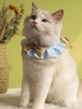 Bowknot Checked Embroidery Pet Cat Collar