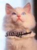 Bowknot Colorblock Crochet Cat Collar