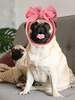 Bowknot Decor Pet Headband