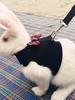 Bowknot Mesh Pet Harness & Leash Set