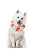 Candy Color Bell Pendant Pet Cat Dog Fuzzy Ball Collar