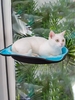 Cat Window Perch Pet Bed Cat
