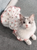 Cherry Pattern Pet Dog Clothes