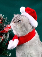 Christmas Coral Fleece Pet Hat and Scarf Set