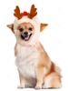 Christmas Fluffy Pompoms Elk Pet Hat