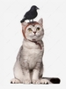 Crow Shape Pet Headwear
