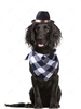 Cute Solid Color Pet Bowler Hat