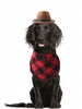Cute Solid Color Pet Bowler Hat