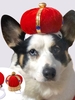 Faux Crystal Decor Crown-shaped Pet Hat