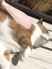 Fish-shaped Pet Hair Comb