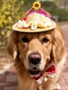 Flowers Knitting Decor Pet Straw Hat