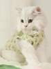 Flowers Pattern Lace Trim Design Cat Vest