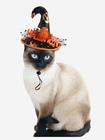 Halloween Patterned Dotted Mesh Panel Pet Hat