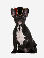 Halloween Pet Pirate Hat