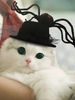 Halloween Spider Decor Pet Hat