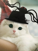 Halloween Spider Decor Pet Hat