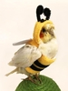 Honeybee Shape Parrot Pet Costume