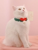 Knitted Bow Decor Pet Scarf