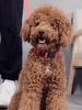 Luminous Reflective Pet Collar
