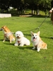 Multifunction Three-headed Pet Leash