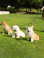 Multifunction Three-headed Pet Leash