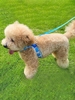 Night Luminous Pet Leash and Harness Set