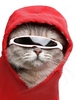 Pair of Fashion Pet Sunglasses