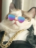 Pair of Heart Cat Pet Glasses