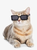 Plastic Transparent Cat Glasses