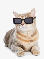 Plastic Transparent Cat Glasses