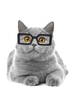 Plastic Transparent Cat Glasses