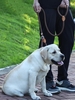 Solid Color Dog Traction Rope