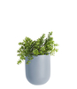 Wall plant pot Oval ceramic matt
