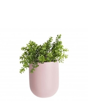 Wall plant pot Oval ceramic matt