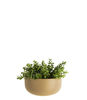 Wall plant pot Oval wide ceramic matt