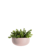 Wall plant pot Oval wide ceramic matt